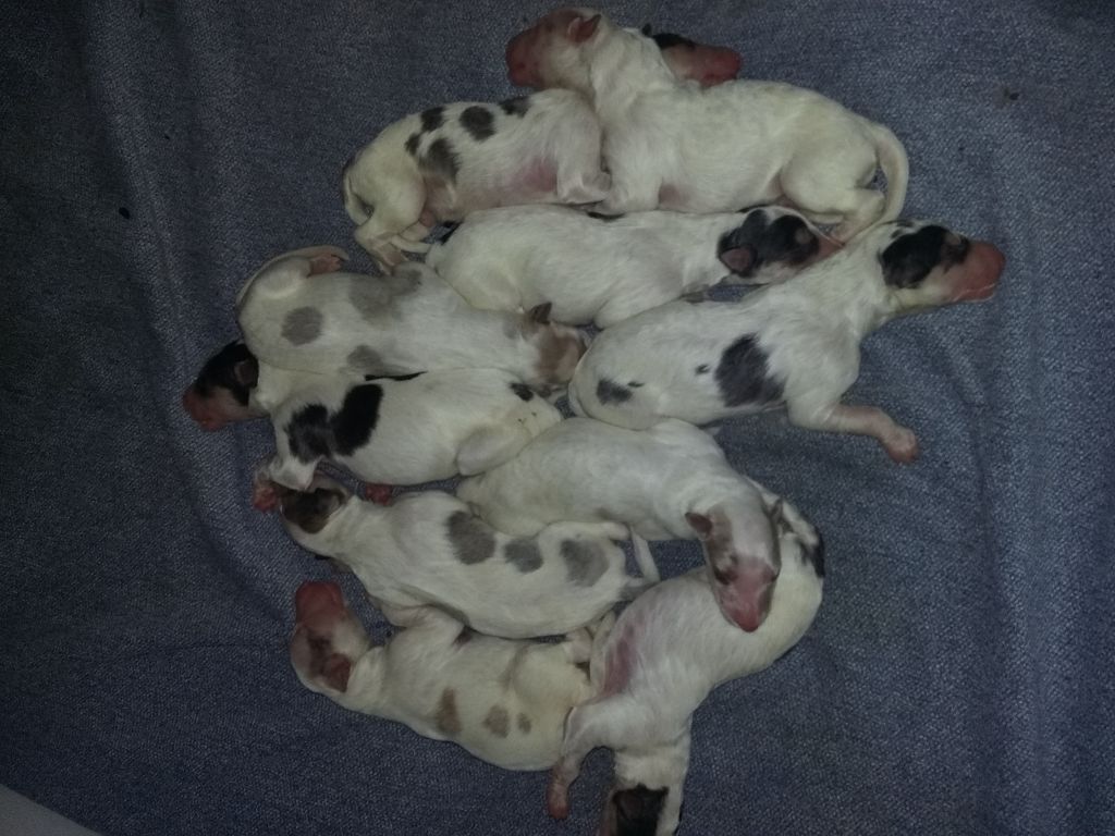 Chiot Barzoi De Kanapoviec
