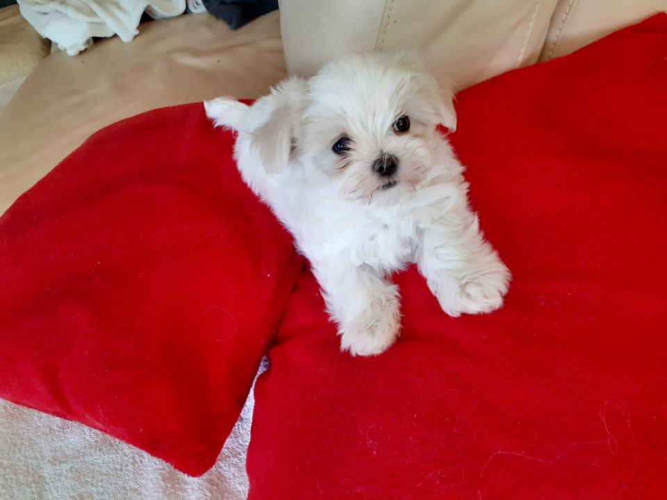 De Kanapoviec - Chiots disponibles - Bichon maltais